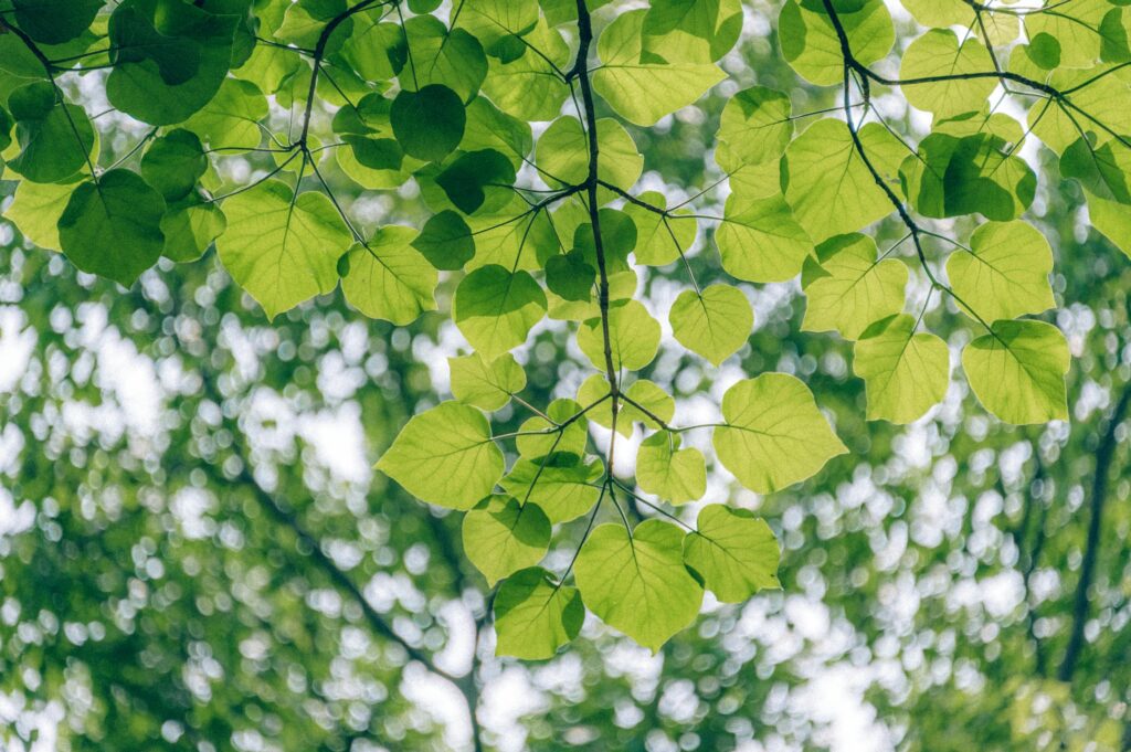 Close-up of vibrant green leaves on a tree branch, capturing the essence of spring outdoors.